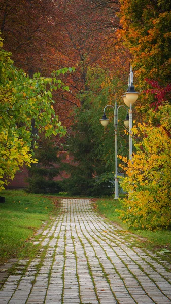 Bellissimo vicolo parco autunnale. con foglie gialle sugli alberi — Foto Stock