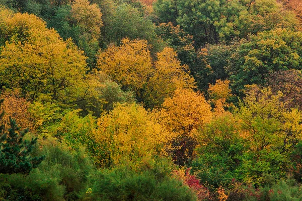 Egy felülnézet színes erdei fák őszi szezon. — Stock Fotó