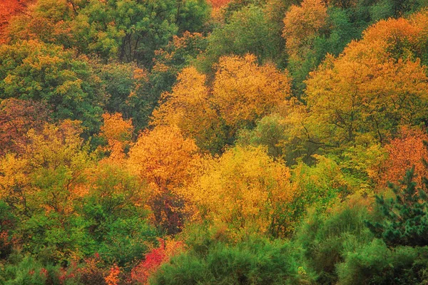 Egy felülnézet színes erdei fák őszi szezon. — Stock Fotó