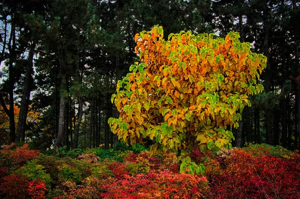 Catalpa bionniform in de herfst park — Stockfoto