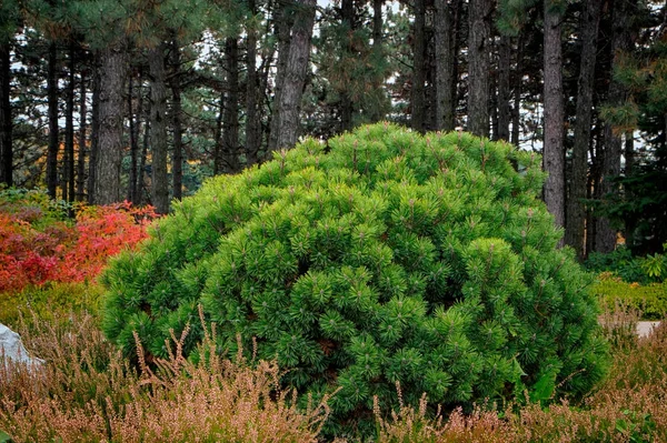 Decorative dwarf pine grows in the garden. — Stock Photo, Image