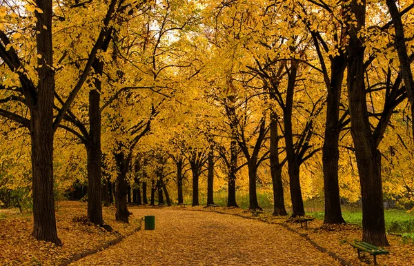 Bellissimo vicolo parco autunnale. con foglie gialle sugli alberi — Foto Stock