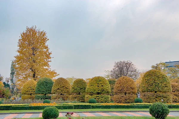Chwycić z zaokrągloną koronę i żółty odchodzi w jesienny park — Zdjęcie stockowe