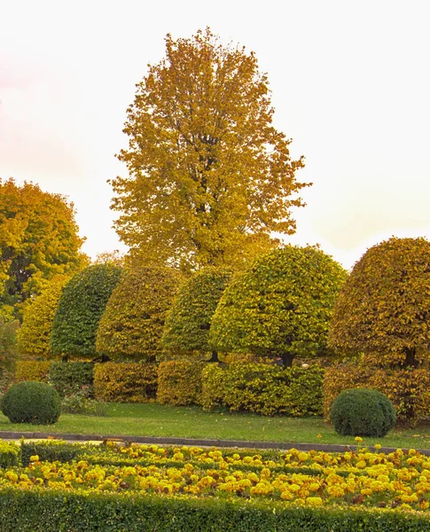 Chytit s kulatým korunou a žluté listy na podzim park — Stock fotografie