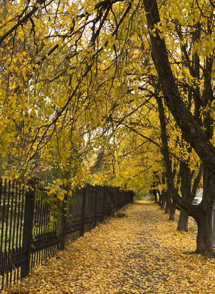 Bellissimo vicolo parco autunnale. con foglie gialle sugli alberi — Foto Stock