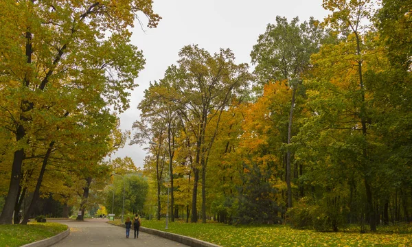 Schöner Herbstwald mit gelben Bäumen im Park — Stockfoto