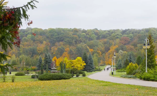 Mooie herfst bos met gele bomen in park — Stockfoto