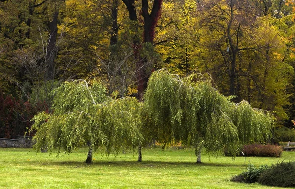 Schöner Herbstwald mit gelben Bäumen im Park — Stockfoto