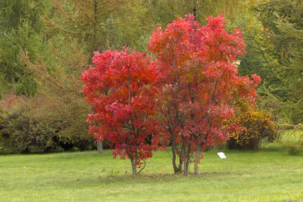 Mooie herfst bos met gele bomen in park — Stockfoto