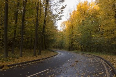 Sonbahar ormanda yol, asfalt ve ağaçları sarı yapraklar