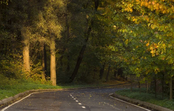 Strada nella foresta autunnale, foglie gialle sull'asfalto e alberi — Foto Stock