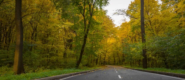 Strada nella foresta autunnale, foglie gialle sull'asfalto e alberi — Foto Stock