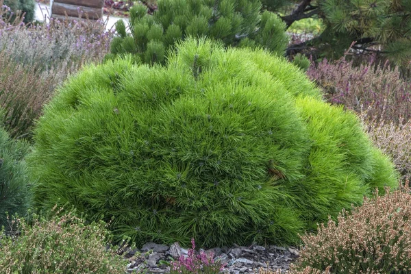 Pinus mugo. creeping pine, dwarf mountain pine. — Stock Photo, Image