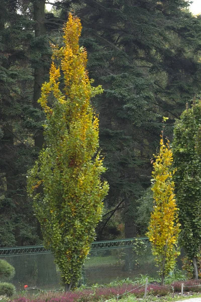 Land poppel svart poppel Populus nigra — Stockfoto