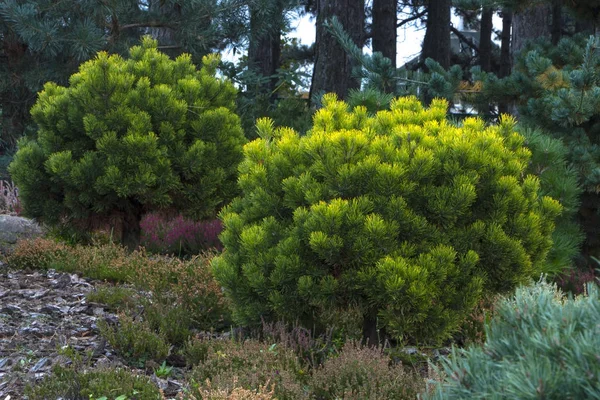 Pinus mugo. plíživé borovice, kosodřevinová. — Stock fotografie