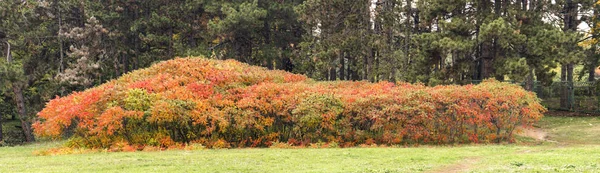 Stockhorn-Sumach rhus typhina rote Drupe, rote Blätter — Stockfoto