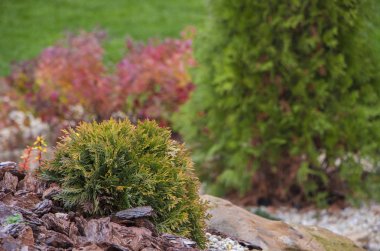Thuya küresel, taş döşeli bahçe, bir kapalı üzerinde büyüyen çam kabuğu yüzeyli