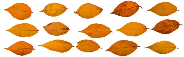 Collection of yellow sakura leaves on a white background — Stock Photo, Image