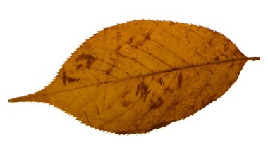 Beyaz arka plan üzerinde izole sarı sakura yaprak