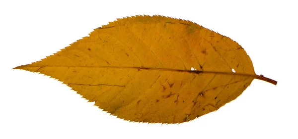 Желтый лист сакуры изолирован на белом фоне — стоковое фото