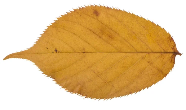 Желтый лист сакуры изолирован на белом фоне — стоковое фото
