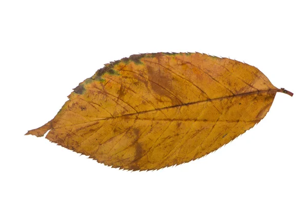 Gula sakura leaf isolerad på vit bakgrund — Stockfoto