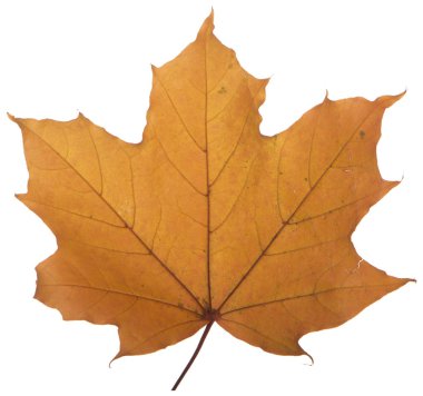 Sarı akçaağaç yaprağı beyaz bir arka plan üzerinde en çok kullanılan güneş sembolüdür