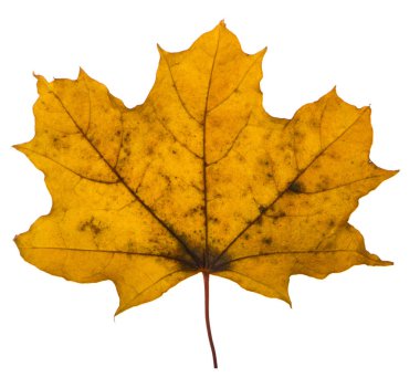 Sarı akçaağaç yaprağı beyaz bir arka plan üzerinde en çok kullanılan güneş sembolüdür