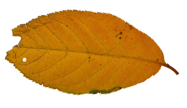 Feuille de sakura jaune isolée sur fond blanc — Photo