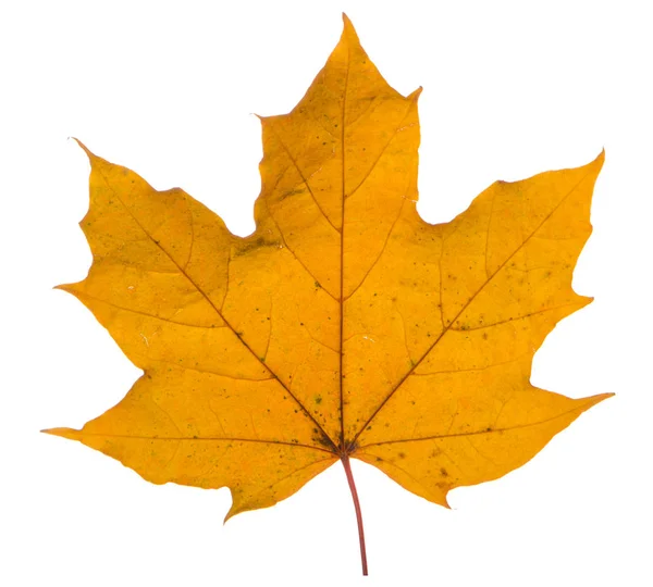 Klon żółty liść na białym tle jest symbol słońce najczęściej używane — Zdjęcie stockowe