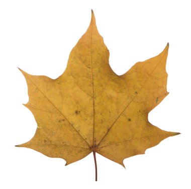 Sarı akçaağaç yaprağı beyaz bir arka plan üzerinde en çok kullanılan güneş sembolüdür