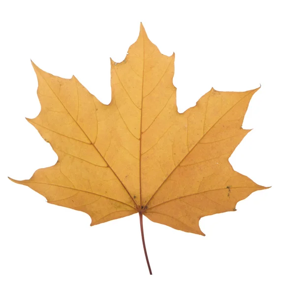 Yellow maple leaf on a white background is the most commonly used sun symbol — Stock Photo, Image
