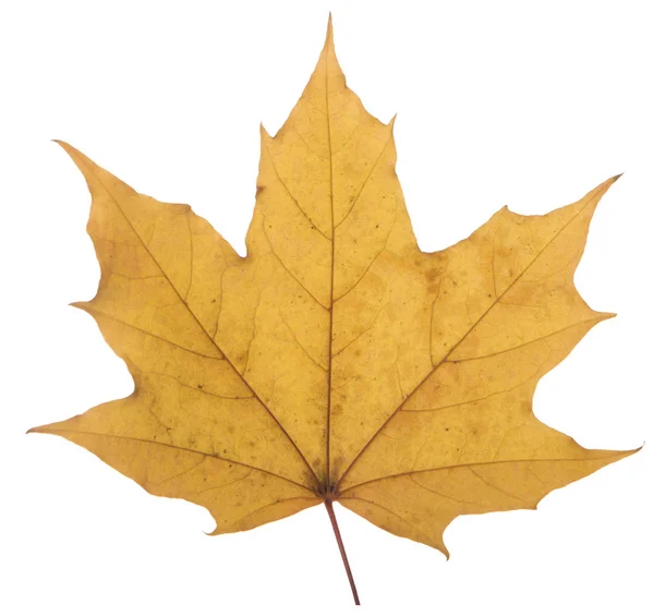 Klon żółty liść na białym tle jest symbol słońce najczęściej używane — Zdjęcie stockowe