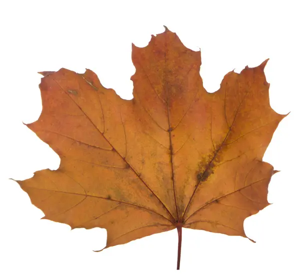 Yellow maple leaf on a white background is the most commonly used sun symbol — Stock Photo, Image