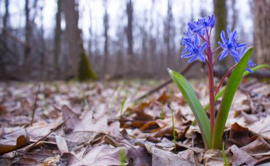 Scilla Bifolia veya Scilla Squill mavi bahar çiçekleri. Bluebells ormanın içinde makro bokeh etkisi ile vurdu ve metniniz için yer.
