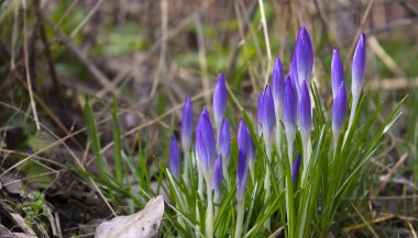 Güzel bahar inci, çiğdemler. En kısa zamanda kar erir bloom