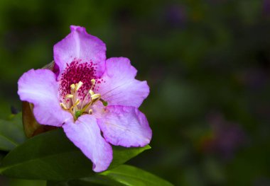 Parlak ve zengin ormangülü, dağ herdem yeşil bitki çiçek