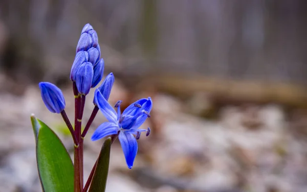 Синие весенние цветы Scilla Bifolia или Scilla Squill. Колокольчики в лесу, макросъемка с эффектом боке и место для текста . — стоковое фото