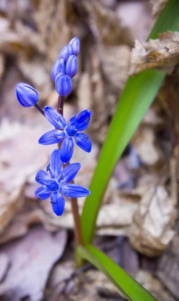Синие весенние цветы Scilla Bifolia или Scilla Squill. Колокольчики в лесу, макросъемка с эффектом боке и место для текста . — стоковое фото