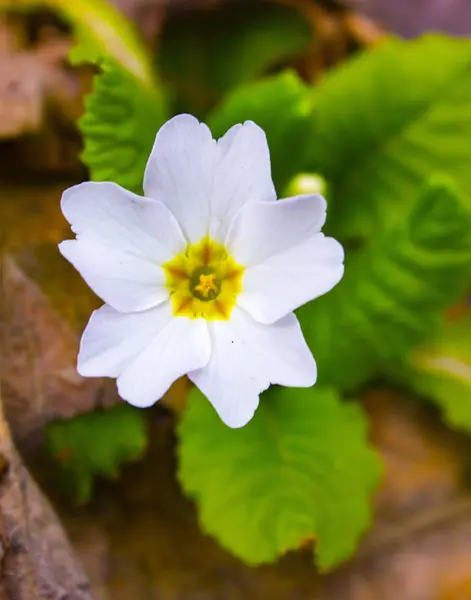 在早春开花的一种花, 有各种各样的花瓣颜色 — 图库照片