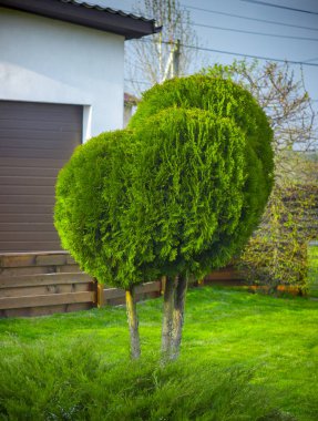 Küresel rendelenmiş Mazı (bitki) bir peyzaj tasarımında uygulanması