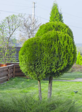 Küresel rendelenmiş Mazı (bitki) bir peyzaj tasarımında uygulanması