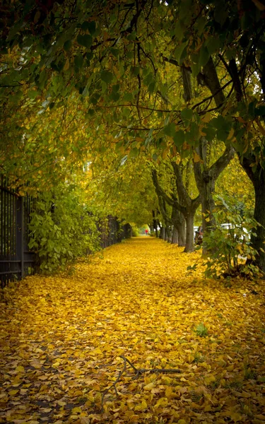 Bellissimo vicolo parco autunnale. con foglie gialle sugli alberi — Foto Stock