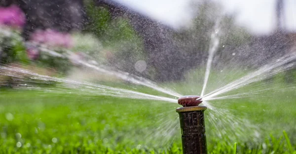 Otomatik fıskiye sistemi yeşil çimlerin arka planında çimleri suluyor