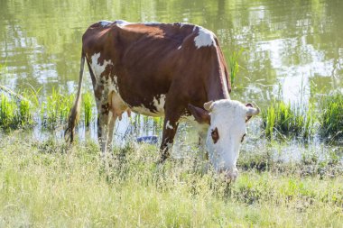 Açık yaz güneşli bir günde bir yeşil çayır üzerinde otlatma bir inek