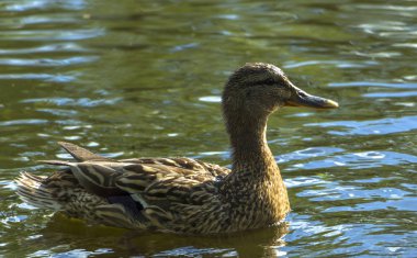 Nehirde yüzen bir sıcak yaz gününde yaban ördeği