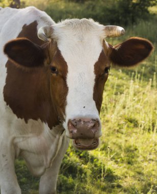 Açık yaz güneşli bir günde bir yeşil çayır üzerinde otlatma bir inek