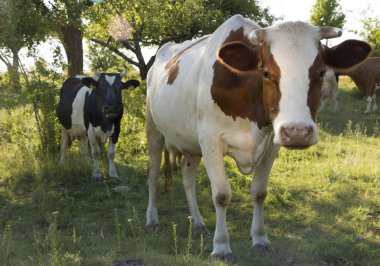 Açık yaz güneşli bir günde bir yeşil çayır üzerinde otlatma bir inek