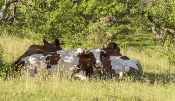 Корова, пасущаяся на зеленом лугу в ясный летний солнечный день — стоковое фото