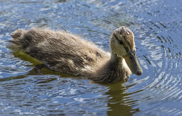 Canard sauvage flottant sur la rivière, par une chaude journée d'été — Photo